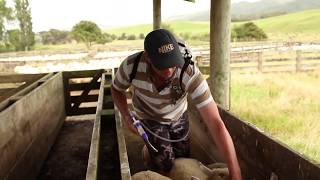 Drenching Sheep with a Simcro™ 20mL Oral Applicator [upl. by Nauqed291]