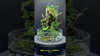 Moss Terrarium ～24052～ コケリウム shorts terrarium 苔テラリウム 苔 moss 苔 [upl. by Lavine]