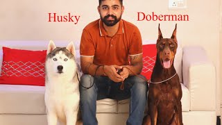 Doberman Siberian Husky And Dachshund In Single Video  India’s Top Bloodlines Dogs Breeds Kennel 😱 [upl. by Yanahs]