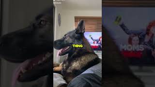 Retired Police Dog Hilariously Reacts to Grocery List [upl. by Tterrag349]