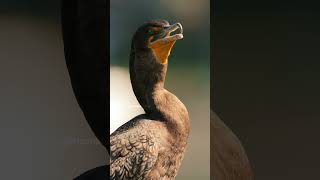 Doublecrested Cormorant Bird Calling Wincent 7Tbqs nature wildlife bird [upl. by Burr]