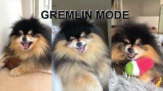 My Sassy Dog In Gremlin Mode  Part II [upl. by Rinee]