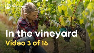 Wine 101 10 Vineyard  viticulture concepts every wine lover should know [upl. by Amsa228]