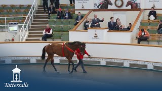 Tattersalls December July Sale 2024 Day 3 Review [upl. by Lenoel89]