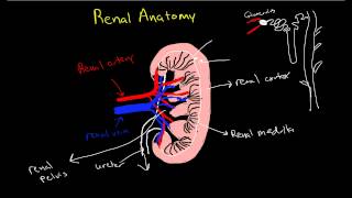 Renal Physiology Review of Anatomy of the Kidney [upl. by Ydnik]