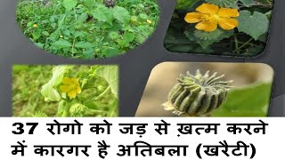 चमत्कारिक औषधी अतिबला के चमत्कारिक प्रयोग herbal ayurved atibala plant aur powder ke fayde in hindi [upl. by Lenrad]