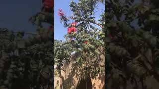 شجرة التوليب الأفريقية Spathodea campanulata [upl. by Atniuqal]