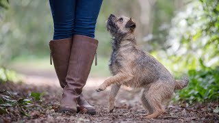 THE BORDER TERRIER  PERFECTLY TRAINED CUTE DOG BREED [upl. by Hahsia]