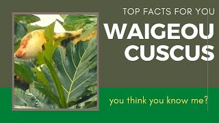 Waigeou Cuscus facts  Waigeou Spotted Cuscus [upl. by Giacopo]