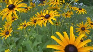 GOLDSTURM BLACK EYED SUSAN [upl. by Fisch]