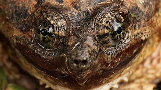 Hissing Snapping Turtle [upl. by Dumm]