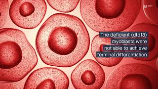 PI3KAkt signaling disruption affects autophagy in dystrophindeficient myoblasts [upl. by Nnyltak]