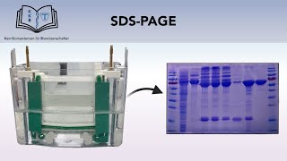 SDSPAGE GELELEKTROPHORESE [upl. by Akeemaj]