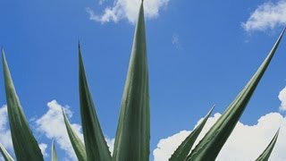 Conoce más sobre el placer de la elaboración de un tequila 100 de agave azul [upl. by Camey]