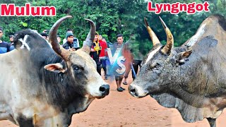 Highlights  Lyngngot 🆚 Mulom  iadaw masi today  bullfighting [upl. by Moon]