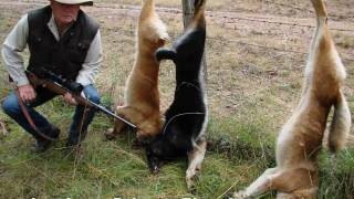 Wild dogs kill native Australian animals amp livestockwmv [upl. by Kosey73]