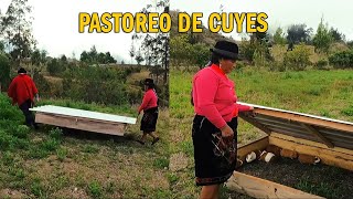 CRIANZA DE CUYES  PASTOREO EN JAULAS [upl. by Spancake]