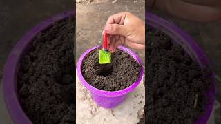 Grafting method of artificial propagation using a chilli and an aloe vera 🌶️ [upl. by Latouche]