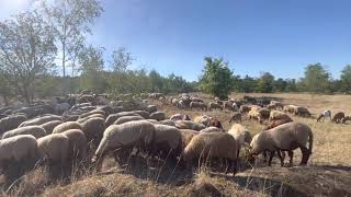 Des moutons sur les hauteurs de Schifflange [upl. by Morganica]