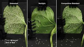 Ventigra® Insecticide  Adult Whitefly Time Lapse [upl. by Nalym]