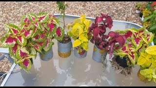 How to make cheap outdoor decorative planters [upl. by Flossi]