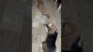 Dogs fighting over treats dog shorts [upl. by Flam]