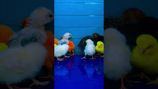 Baby Chicks Fighting Short 😱😱😱🐥🐥🐥 shorts birds chicken [upl. by Aracat]