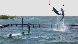 Espectáculo de delfines Islas del Rosario  TvAgro por Juan Gonzalo Angel [upl. by Thar]