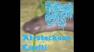 Atretochoana Eiselti  Atretochoana Eiselti Full EP [upl. by Adnowat]