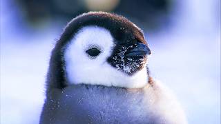 Antarctique la vie dans les déserts de glace [upl. by Atilegna316]