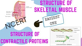 Structure of Skeletal muscleContractile ProteinsNCERTclass 11thNEETBiologyNEET Guide [upl. by Attenad]