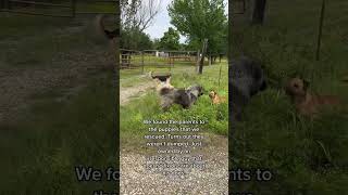 Found the Parents to the Puppies viral trending youtubeshorts germanshepperd animals dog yt [upl. by Odradlig869]