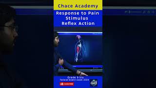 Response to Pain Stimulus  Reflex Action education ncp [upl. by Adnar]