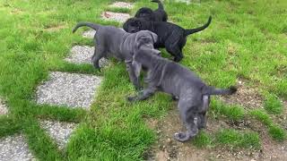 CUCCIOLI MASTINO NAPOLETANO 75 giorni ANTICHI TEMPLARI [upl. by Nitin]