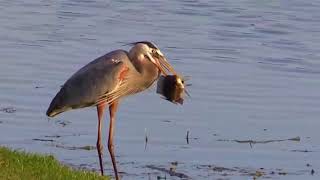 Heron Catching Fish [upl. by Aynat777]