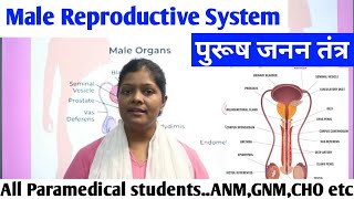 Male Reproductive System in hindi  Function of testis prostate epididymis cowpers amp hormones [upl. by Tychon]