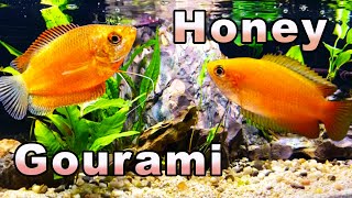 The Sweetest Gourami You Will Meet Honey Gourami Care and Breeding [upl. by Heer]