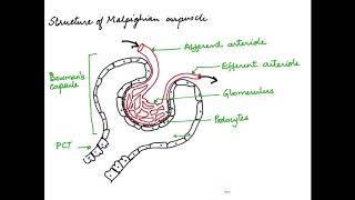 HOW TO DRAW THE MALPIGHIAN CORPUSCLE HUMAN PHYSIOLOGY CHAPTER 19 CBSEISC 11 [upl. by Krispin]