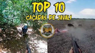 Top 10 Caçadas de Javali  as melhores [upl. by Nosae]