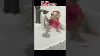 The baby monkey bathing in the sink is so adorable pet babymonkey [upl. by Imalda]