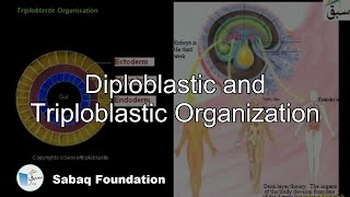 Diploblastic and Triploblastic Organization Biology Lecture  Sabaqpk [upl. by Iona]