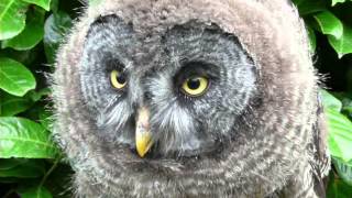 great grey owl crying [upl. by Haim632]