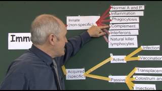 Immunity 2 Introduction and Classification Take 2 [upl. by Ramsden]