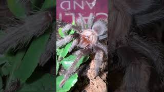 B Albiceps cutepets tarantula tarantulas hobby inverts shorts [upl. by Anidan514]