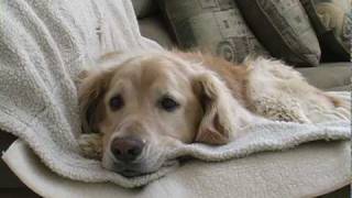 Young Golden Retriever Tries to Get Old Dog to Play Short Film [upl. by Aissac947]