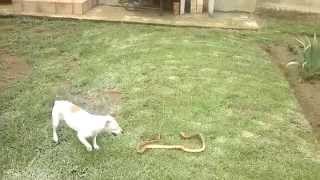 Jack Russell vs Cape Cobra [upl. by Essiralc856]