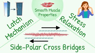 Special Characteristics of Smooth Muscle Contraction as Compared Skeletal Muscle Contraction [upl. by Cleland907]