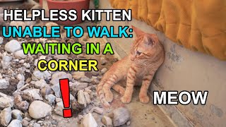 Helpless Kitten Unable to Walk Waiting in a Corner  Kitten Rescue  Saving a Kitten  Lucky Paws [upl. by Elyac608]