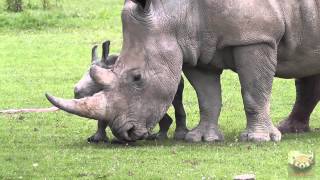 Baby Rhinoceros quotAstridquot at Cotswold Wildlife Park 1st July 2013 [upl. by Zendah]