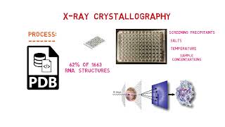 X ray crystallography  XRay crystallography of RNA  Experimental method of RNA determination [upl. by Henig]